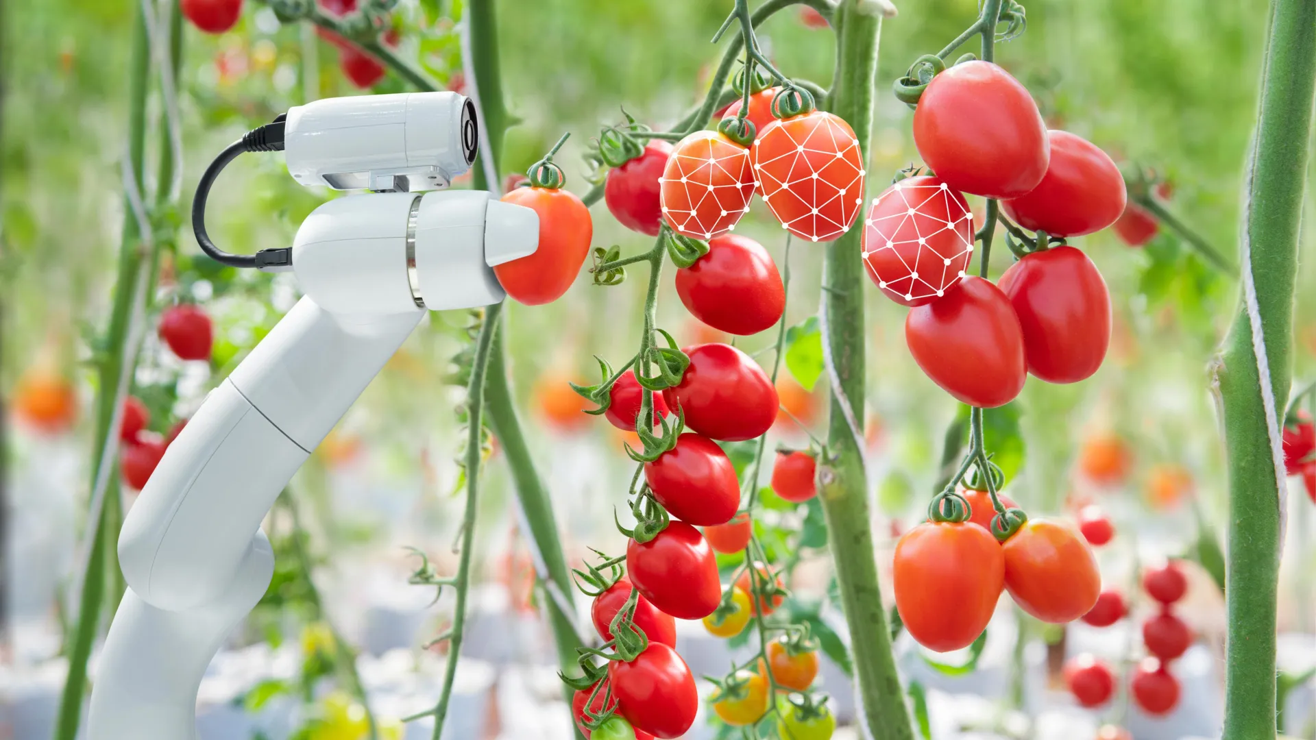 Greenhouse robot arm picking ripe tomatoes based on harvest-ease scoring